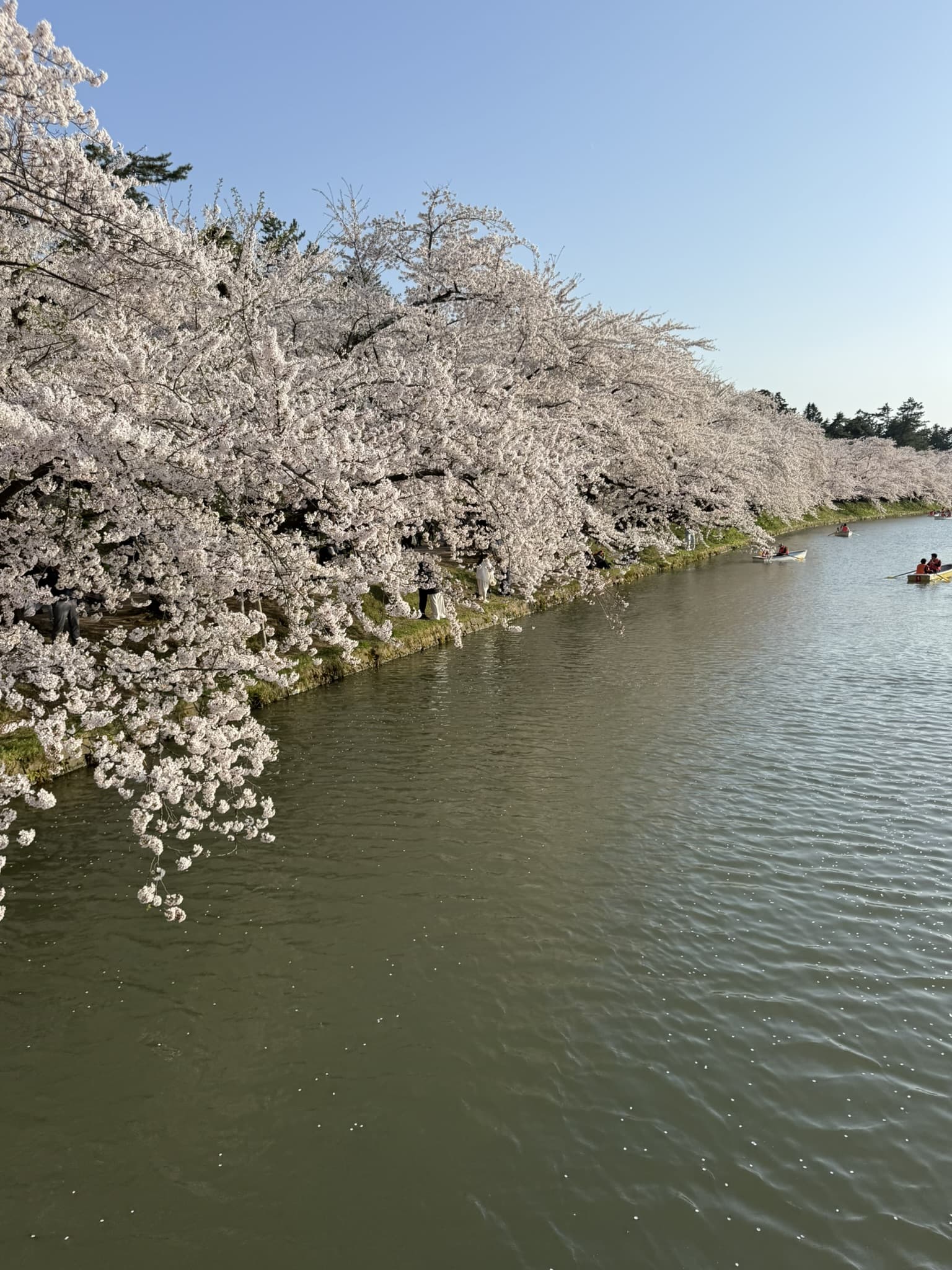 桜旅グランドフィナーレ開催報告と感謝